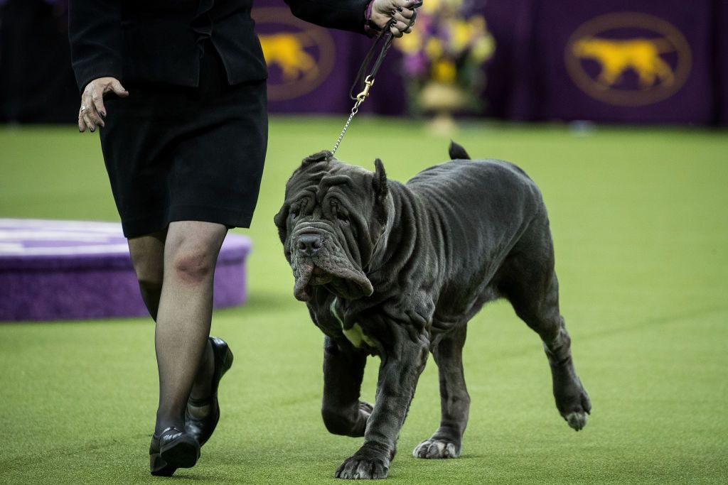 A Neapolitan Mastiff runs during competition in the working category<br>